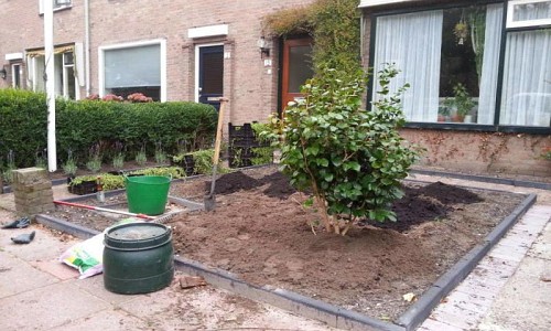 Vinca minor 'Gertrude Jekyll', Lavandula hidcote,hydrangea quercifolia en een Camellia japonica.