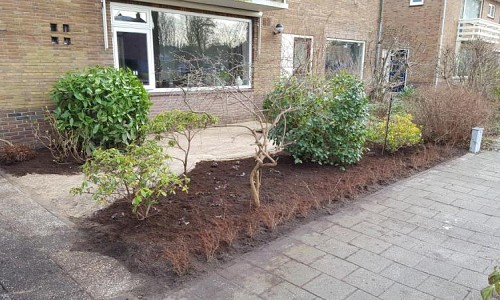 Berberis thunbergii 'Atropurpurea   Heuchera micr. 'palace purple'