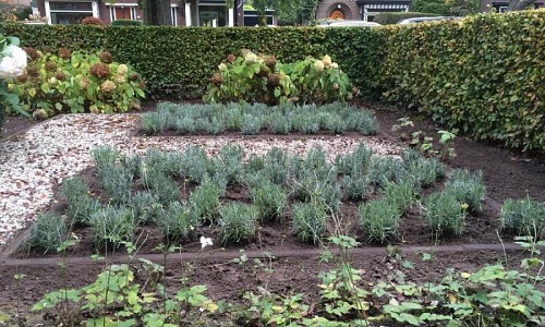 lavandula angustifolia munstead (lavendel)