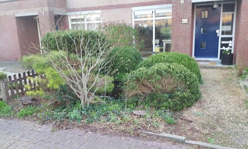 Oude beplanting verwijderen