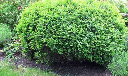 Buxus sempervirens