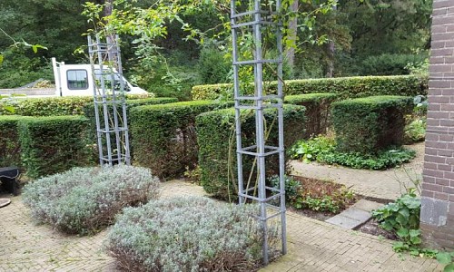 Taxus baccata Fagus sylvatica