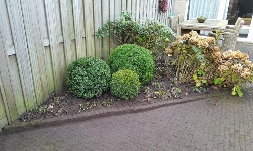 Buxus sempervirens bollen 50cm 80cm 100cm