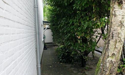 Prunus laurocerasus 'Rotundifolia voor de snoei