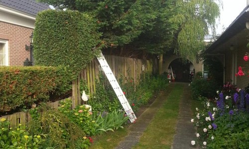 Cupressocyparis leylandii (Leylandii conifeer)