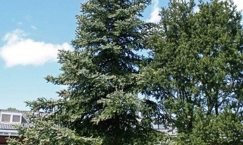 Cedrus libani Glauca (Blauwe ceder) Voor