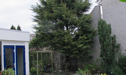 Cupressocyparis leylandii (Leylandii conifeer)