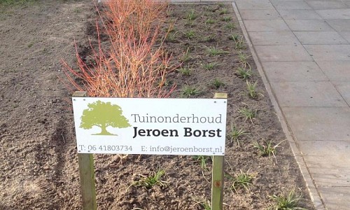 Carex morrowii 'ice dance'   Cornus midwinter fire 