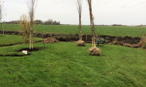 Betula utilis Doornbos'