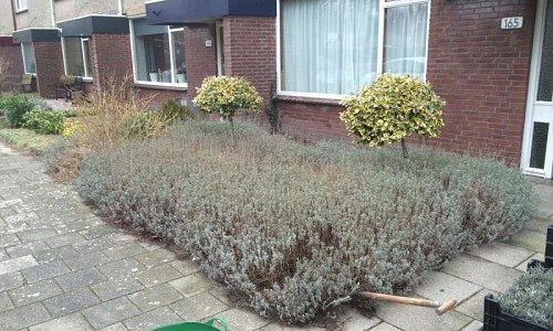 Oude Lavendel eruit halen