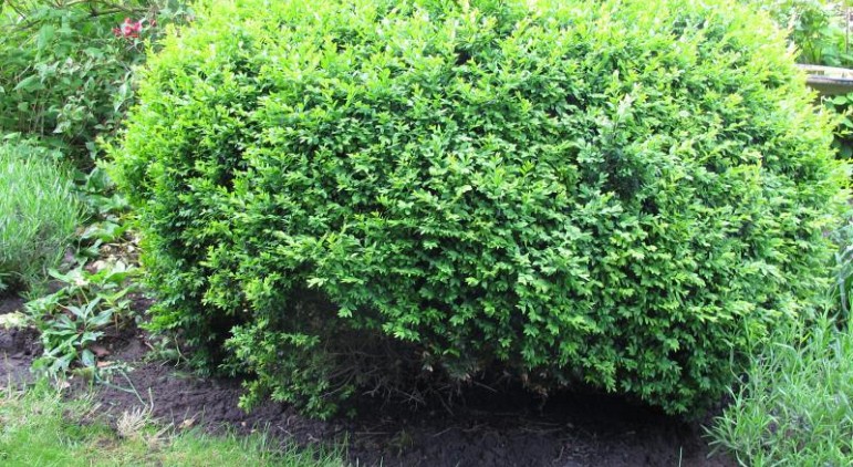 Buxus sempervirens