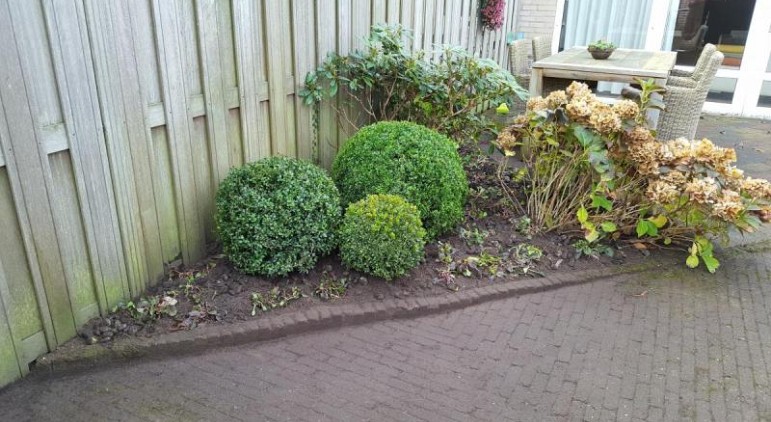 Buxus sempervirens bollen 50cm 80cm 100cm