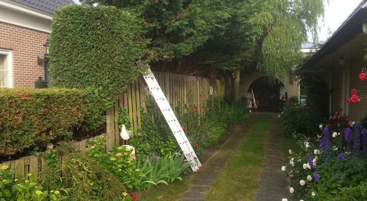 Cupressocyparis leylandii (Leylandii conifeer)