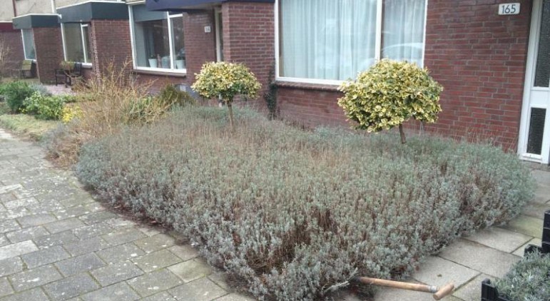 Oude Lavendel eruit halen