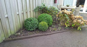 Buxus sempervirens bollen 50cm 80cm 100cm
